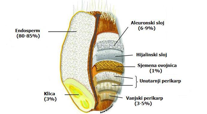 2. TEORIJSKI DIO 2.1. Građa pšeničnih posija Pšenične posije su građene od više slojeva, a čine 13-15% mase zrna.