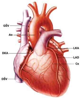 Srce Srce je izgrađeno od različitih ćelija raspoređenih u tri sloja. Spoljni omotač srca je tanka membranozna struktura nazvana spoljašnja srčana opna (epikard).