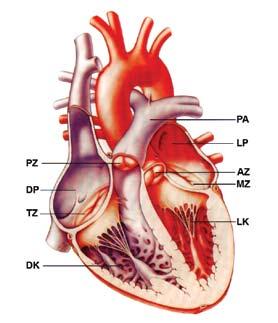 Živojin Jonjev Srce, organ sa četiri šupljine Srce je formirano kao organ sa četiri šupljine: dve pretkomore i dve komore.