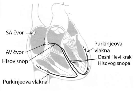 Srce sistema. Niži delovi sprovodnog sistema započinju Hisovim snopom, koji se nalazi u međukomorskoj pregradi, a koji se grana na levi i desni krak.