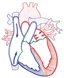 Srce A B C D Srčani ciklus: A - punjenje