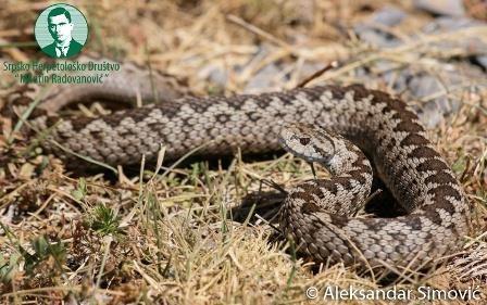 Отровне змије 1. Планински шарган (Vipera ursinii macrops) дуг 30 50 цм, ријетко преко 60 цм. Женке су веће од мужјака. Најмања је европска отровница.