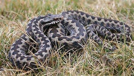 vipera seonaei.