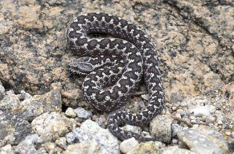 vipera