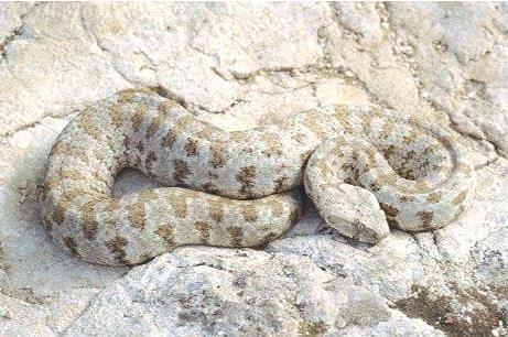 На грчким острвима Милос, Кимолос, Полиагиос и Сифнос macrovipera schweizeri.