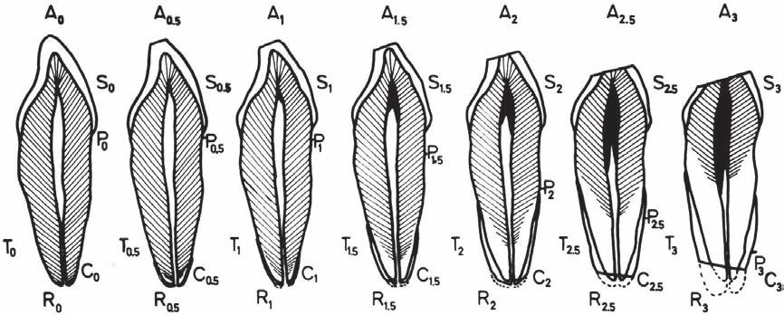 Brkić et al. Dental Age Determination of Adults 269 Postignuta dob na uzorku zuba među spolovima u signifikantnoj je korelaciji s kronološkom dobi.