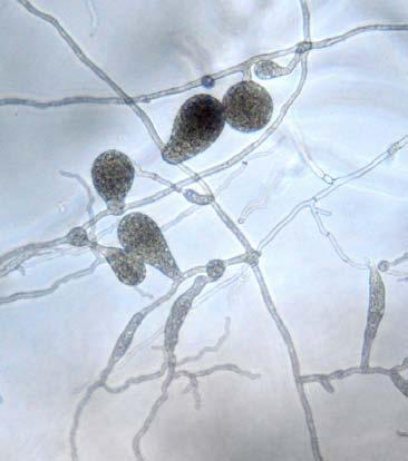 kao i većina ostalih Phytophthora vrsta P. chrysanthemi obilno sporulira kada se komad V8 hranjive podloge s micelijem stavi u izvorsku vodu.