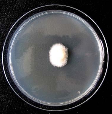 vrste roda Phytophthora. Velike (do 70 µm), izdužene, najčešće interkalarne nabrekline hifa vrlo su specifične za P.