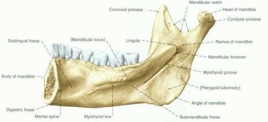 koso prema dole i naprijed. Ramus mandibulae prema gore završava sa dva nastavka a to su processus coronoideus kao i prednji nastavak i processus condylaris kao stražnji nastavak.