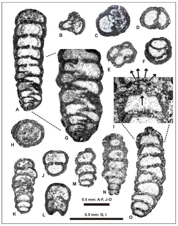 Velika bentička foraminifera Cretaciclavulina gusici n. gen., n. sp. opisana je iz donjokampanskih naslaga Pučišća formacije otoka Brača.