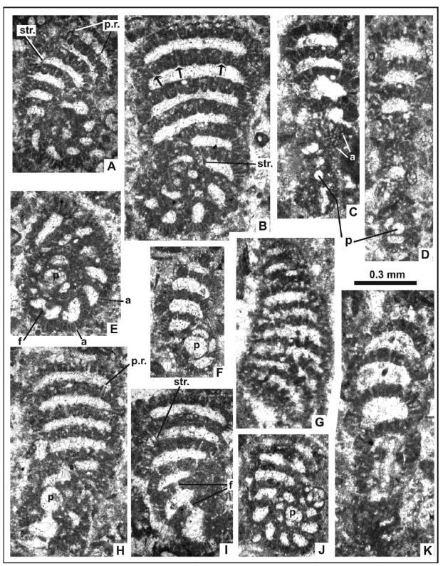 uvjetno u porodicu Valvulinidae BERTHELIN, 1880. Nova velika bentička foraminifera, Braciana jelaskai n. gen., n. sp.