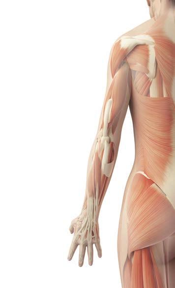 SEKUNDARNE TAČKE Anatomski znaci: - Od vrha: A) 3-4 cm bočno od prostora između spinoznih nastavaka T3 i T4 B) 3-4 cm bočno od prostora između spinoznih nastavaka T7 i T8 C) 3-4 cm bočno od prostora