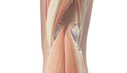 Koleno MD-KNEE SEKUNDARNE TAČKE GLAVNE TAČKE Anatomski znaci: A) 4-5 cm iznad maksimalne ispupčenosti patele B) sredina poplitealne jame. MD: Za A): MD-Muscle. B): MD-Matrix.