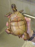 Slika 3: Položaj srca u kornjače (MITCHELL, 2009.).