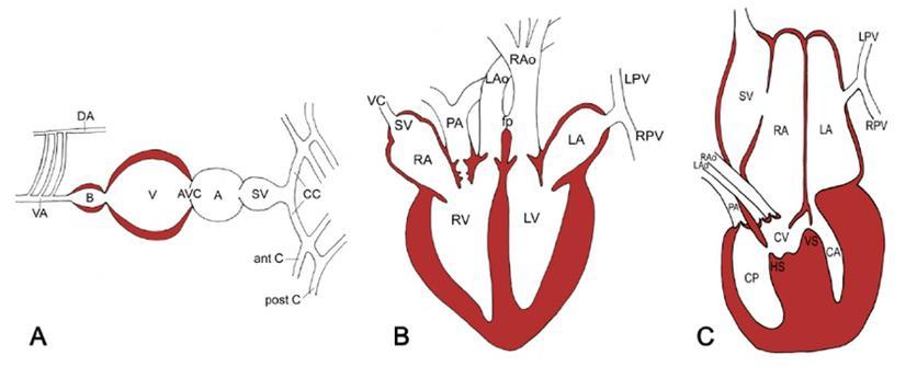 Slika 5: Srce: A- ribe, B- krokodila, C- ostalih gmazova ( BERTENS i sur., 2011.). Kod gmazova postoje zalisci i ventrikularni mišićni greben.