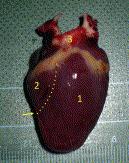 Slika 6: Vanjska anatomija srca papige, 1- lijeva klijetka, 2-desna klijetka, 3- aorta i truncus brachiocephalicus (PEES i KRAUTWALD-JUNGHANSS, 2009.). Debljina lijeve stijenke je veća od desne.