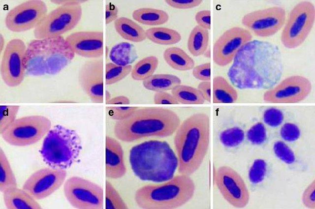 Slika 15. Krvne stanice u ptice: a) heterofil, b) limfocit, c) monocit, d) bazofil, e) eozinofil, f) trombocit (BONNE i sur., 2009.). 2.3.