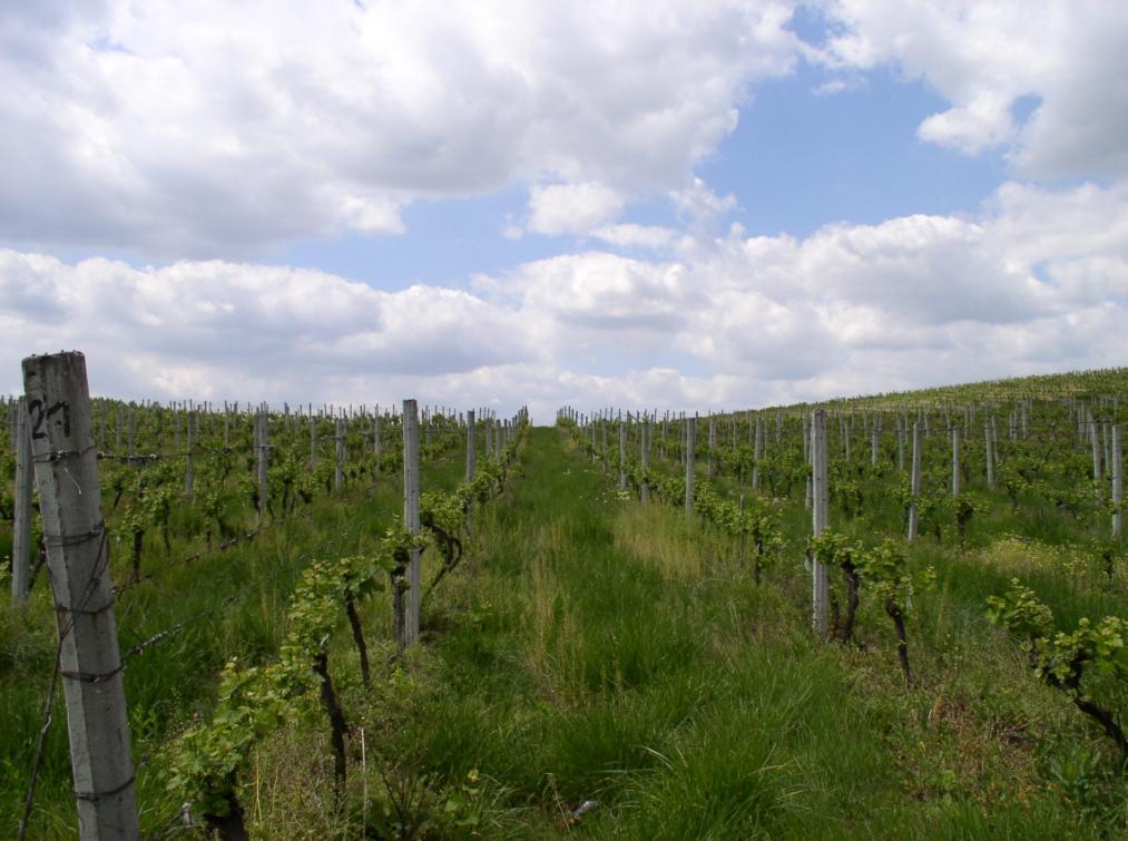 4.1.1. Lokalitet Radmilovac Ogledno dobro Radmilovac pripada Šumadijsko-Velikomoravskom rejonu, Beogradskom podrejonu i Gročanskom vinogorju (rejonizacija iz 1974.