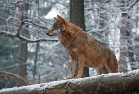 - ПРИПАДАО ЈЕ ПОРОДИЦИ ДРОБЊАКА, КОЈА СЕ ДОСЕЛИЛА ИЗ ХЕРЦЕГОВИНЕ.