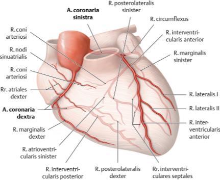 1. UVOD 1.1. Anatomija koronarnih arterija U vaskularizaciji srčanog mišića učestvuju dvije koronarne arterije koje predstavljaju grane ascedentne aorte (a. coronaria dextra i a.