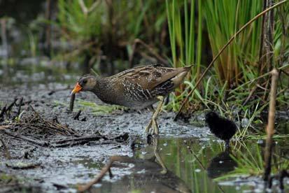 Ciconiiformes, fam. Ardeidae), odnosno vrste: gak Nycticorax nycticorax, siva čaplja Ardea cinerea, crvena (purpurna) čaplja A. purpurea, bela čaplja A.