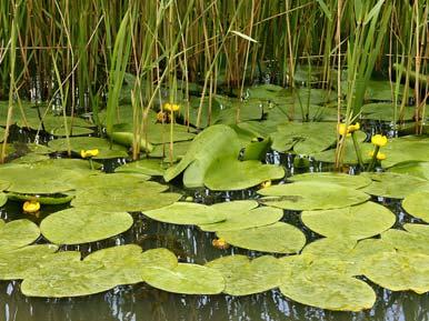 Aldrovanda vesiculosa biljka mesožderka Na području SRP Zasavica živi jedna vrsta prave orhideje (iz fam. Orchidaceae).