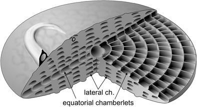 skupina foraminifera Gruba podjela: Mali bentos bez kanalnog sistema