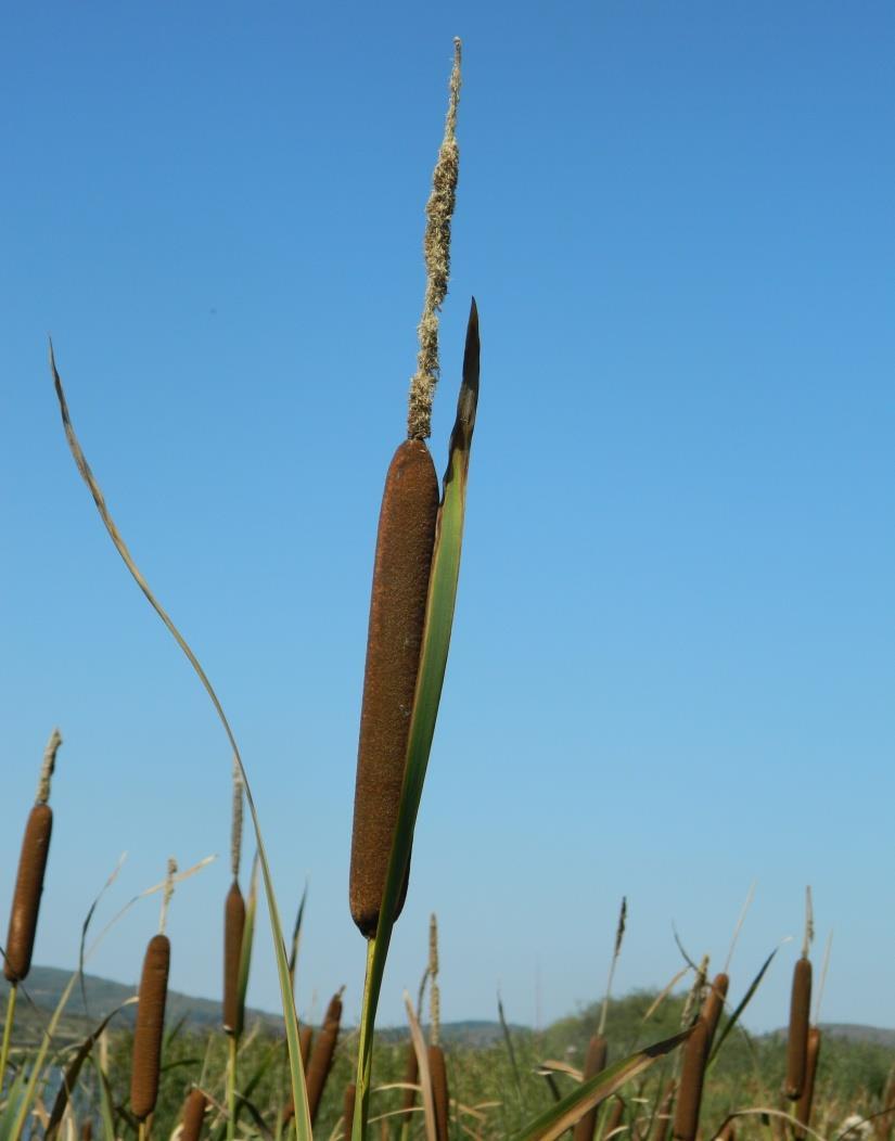 Typha latifolia L. raste na obalama reka i jezera, u barama i močvarama, u plitkoj i dubokoj vodi. Typha latifolia L. najčešće raste na staništima čija je dubina vode manja od 80 cm (Grace, 1982).