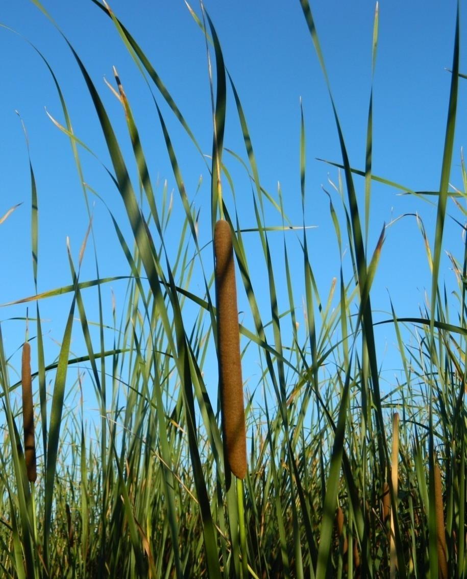 1.5. Opšte karakteristike vrste Typha angustifolia L. Vrsta Typha angustifolia L. je višegodišnja zeljasta biljka sa puzećim rizomom i stabljikama visokim od 1 do 3 m.