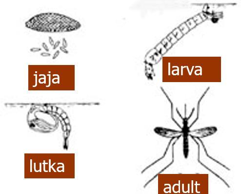 Metamorfoza može biti potpuna (hemimetabolna) i nepotpuna (holometabolna). Zglavkari žive u različitim predelima. Javljaju se u vodenim biotopima rakovi.