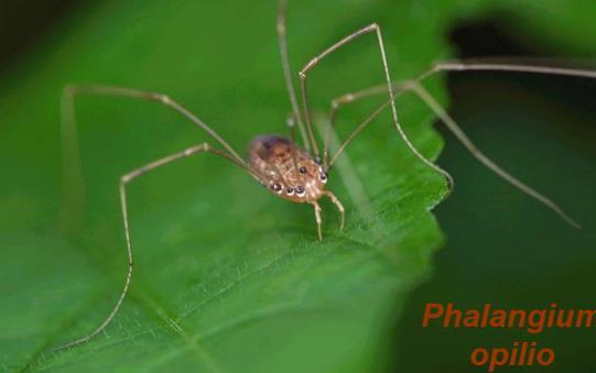 2d Kosci - opiliones Kosci su životinje na izgled slične paucima. Za razliku od njih, imaju jako duge, lako lomljive noge, koje mogu da odbace. Žive u travi i opalom lišću, a jaja polažu u zemlju.