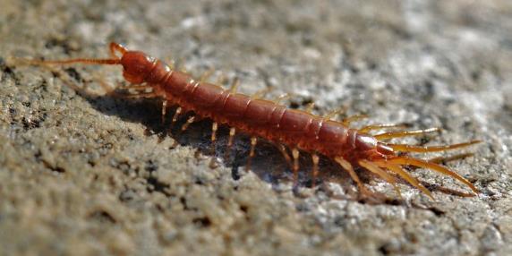 4 Stonoge mirijapode Myriapoda Stonoge odlikuje unifformna segmentacija. Telo stonoga sastoji se od glave i trupa. Poseduju samo jedan par antena.