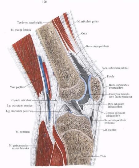 Слика 1. Попречни пресек зглоба колена. Netter at al Atlas of Human Anatomy, USA, 2006:170.