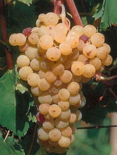 5.8. Malvasia del Lazio Sinonimi: Malvasia puntinata, Malvasia gentile, Malvasia col puntino, Malvasia nostrale (Italija) Malvasia del Lazio je sorta koja se tradicionalno kultivira na području Lazia