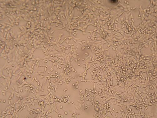 Промене у ћелијској морфологији су посматране под инвертним микроскопом.