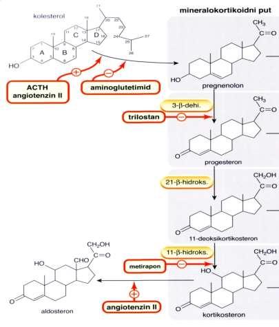 ANTAGONISTI GLUKOKORTIKOIDA Aminoglutetamid inhibitor sinteze - Ca dojke, Cushing KETOKONAZOL antimikotik inhibira sinteze steroida METIRAPON Test produkcije