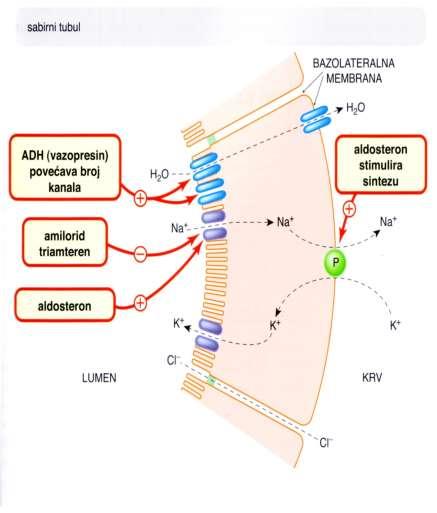 MINERALOKORTIKOIDI Učinak preko intracelularnih receptora Nalaze se u bubregu, kolonu, m.