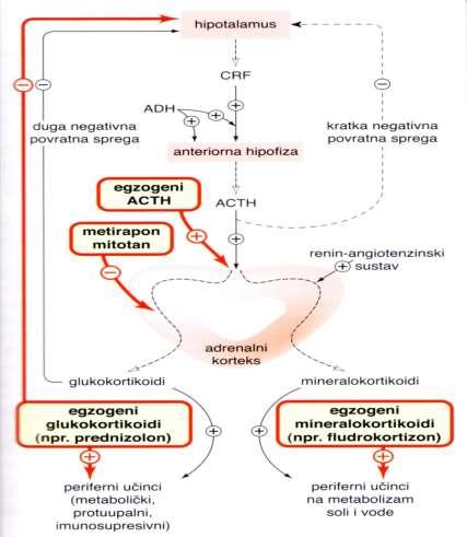 HIPOFIZA - KORE NADBUBREŽNE ACTH kontrola sinteze i lučenja glukokortikoida ŽLIJEZDE Tetrakozaktid sintetski