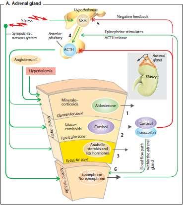 ugljikohidrata i proteina,protuupalni i imunosupresivni učinci ANDROGENI
