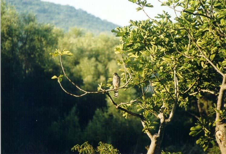 Kratka saopštenja 169 Kratkoprsti kobac je retka gnezdarica Srbije i Crne Gore. Populacija u Srbiji je za period od 1994. do 1996.