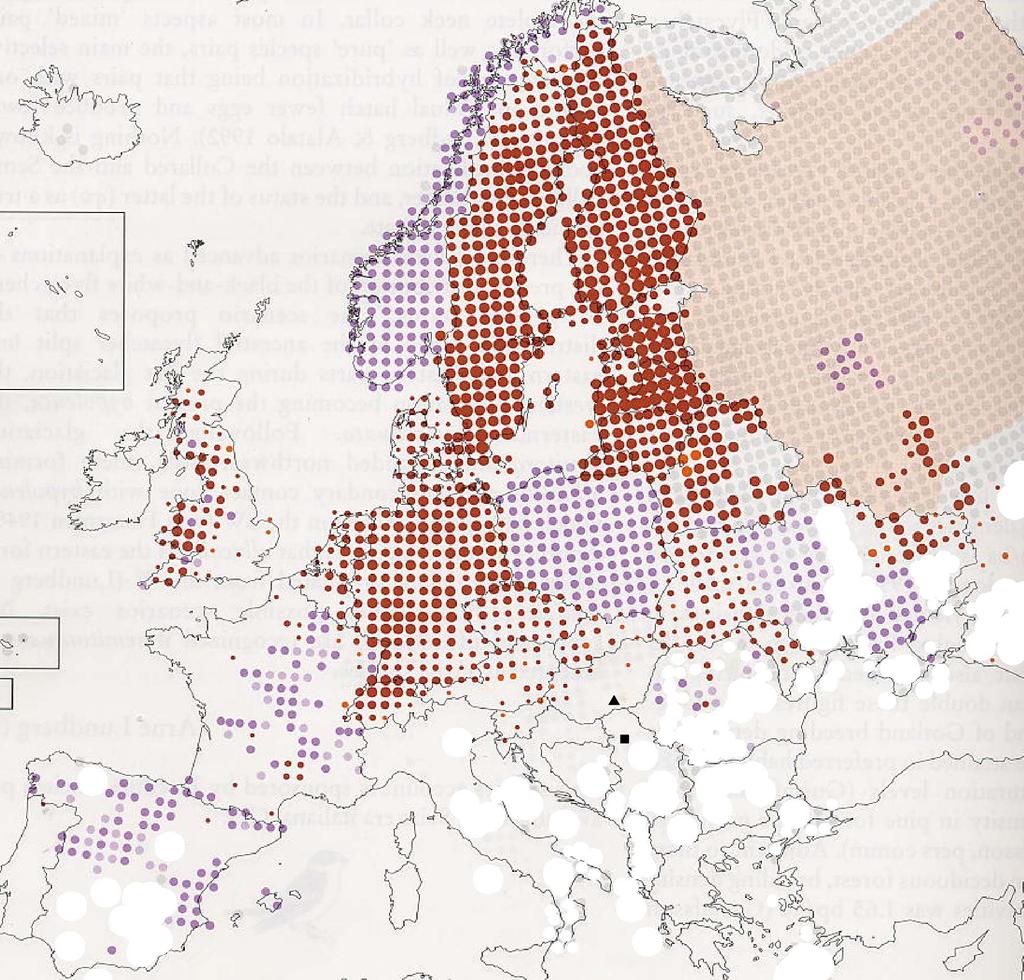 Kratka saopštenja 177 areala ove ptice, u regionu klimatski nepovoljnom, lokalni uslovi joj odgovaraju.