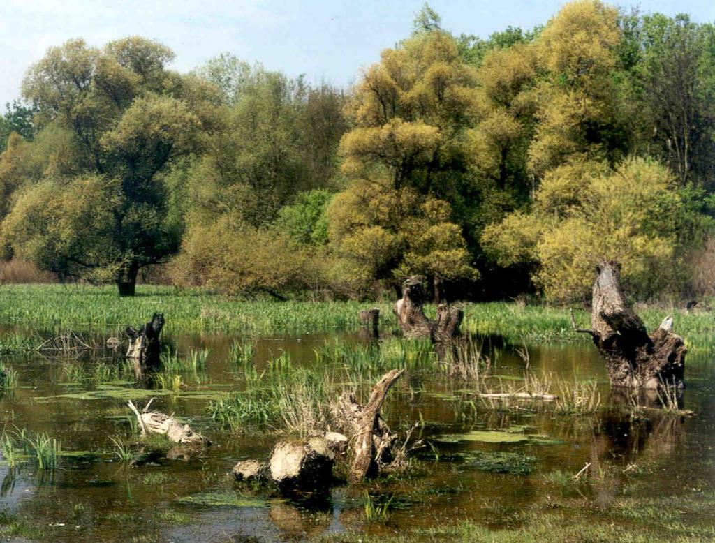 Diverzitet predela-staništa ptica SCG: poplavna šuma Obedske bare u Posavini, Vojvodina.