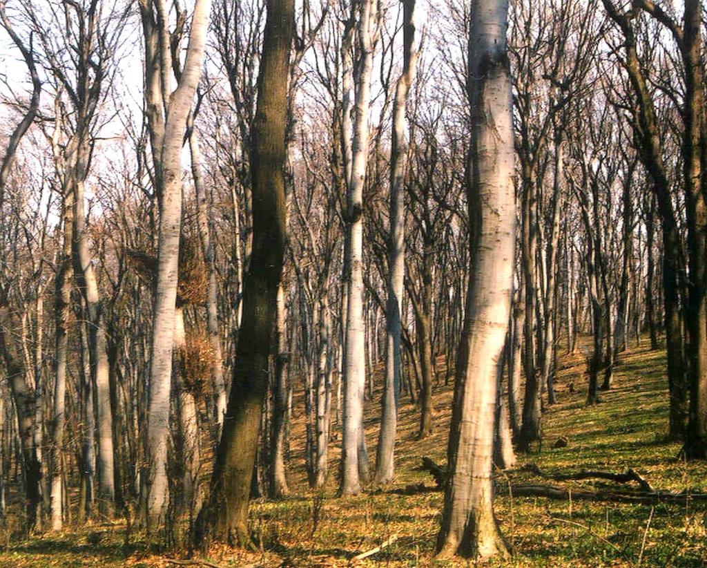 , SW Serbia. Diverzitet predela-staništa ptica SCG: listopadna šuma Fruške gore, Vojvodina.