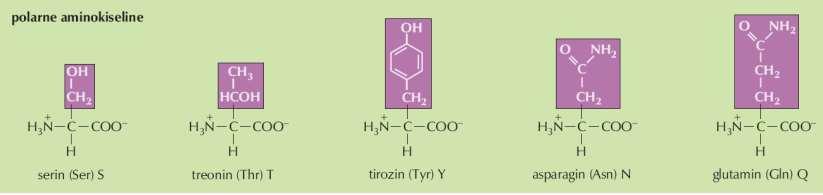 Polarne aminokiseline (imaju hidroksilnu ili amidnu grupu u bočnom lancu)
