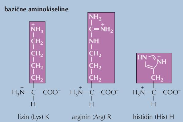 Bazične aminokiseline (imaju nabijene bazne grupe u bočnom lancu, u stanici nose