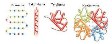PROTEINI Proteini su najkompleksnija i najraznolikija klasa molekula nađenih u živim