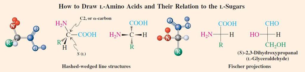 L-FAMILIJA AMINOKISELINA Kao što su svi monosaharidi u karbohidratima isključivo D-izomeri,