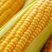 Proteini iz zrna soje su adekvatni, ali proteini u kukuruzu