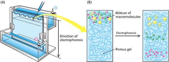 Elektroforeza je tehnika za analizu i separaciju koloida, temeljena na putovanju koloidnih iona pod utjecajem električnog polja.