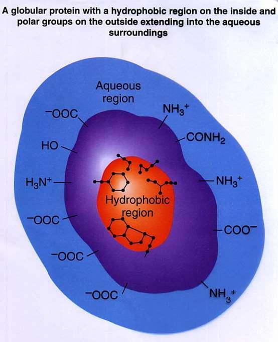 Globularni proteini su općenito topivi u vodi, prilično krhke strukture i imaju aktivnu funkciju, kao što